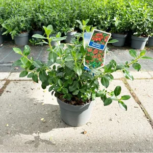 5x Escallonia rubra var. macrantha 19cm Pot 30cm Shrub Plant