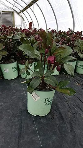 Anna's Red Lenten Rose