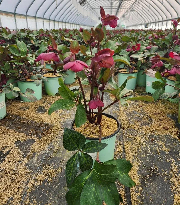 Anna's Red Lenten Rose